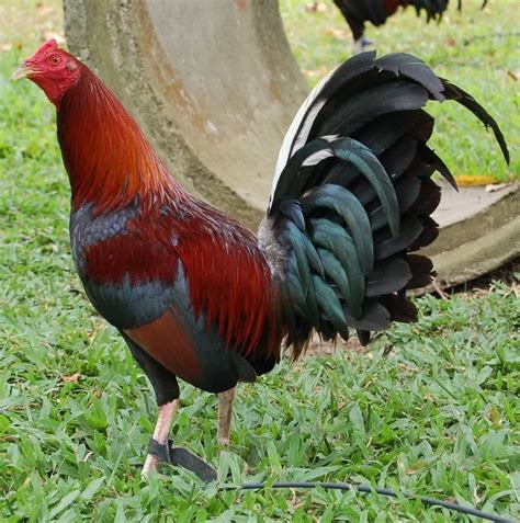 Pinoy Cocker: Top Gamefowl Breeds and Their .